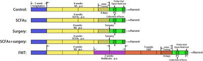 Gut Microbial Metabolite Short-Chain Fatt Acids Partially Reverse Surgery and Anesthesia-Induced Behavior Deficits in C57BL/6J Mice